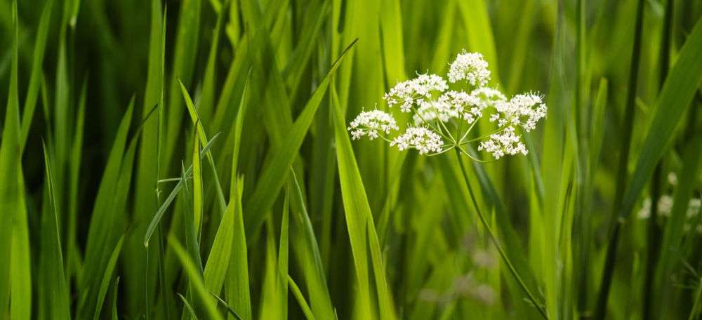 green background